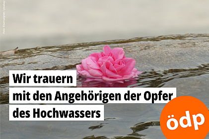 Eine rosa Blüte schwimmt auf dem Wasser